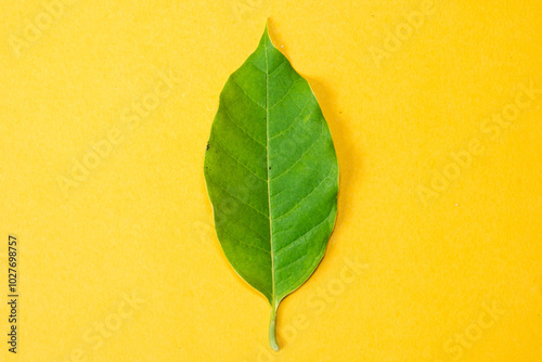 Green Leaf on Yellow Background