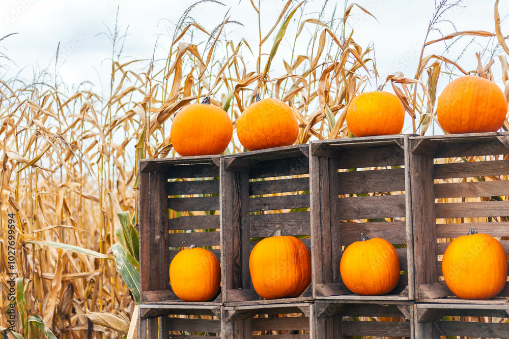 A display of Halloween pumpkins on crates.
