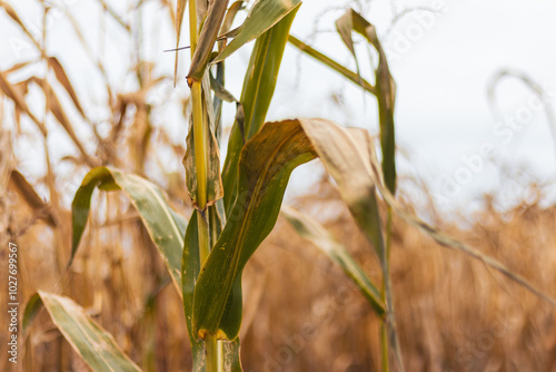 Single dry and wilted corn