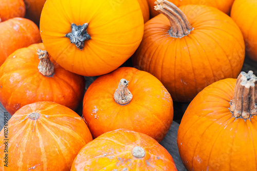 Obraz na płótnie A group of orange ripe Halloween pumpkins. w salonie