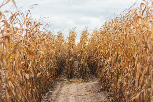 Obraz na płótnie A terrifying and amazing corn maze. w salonie