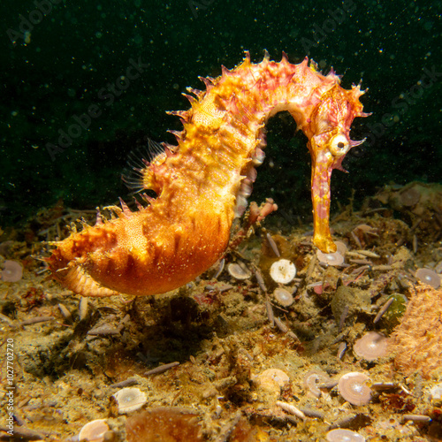 A specimen of the long-snout seahorse, or Hippocampus reidi, which is often referred to as the slender seahorse photo