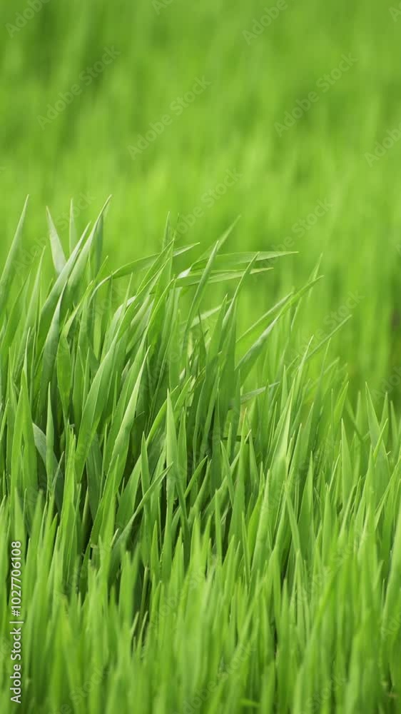 Green grass blades moving in the wind meadow lawn background, static slow motion vertical video Green grass blades moving in the wind meadow lawn background, static slow motion vertical video