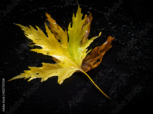 Herbstlaub 2 photo