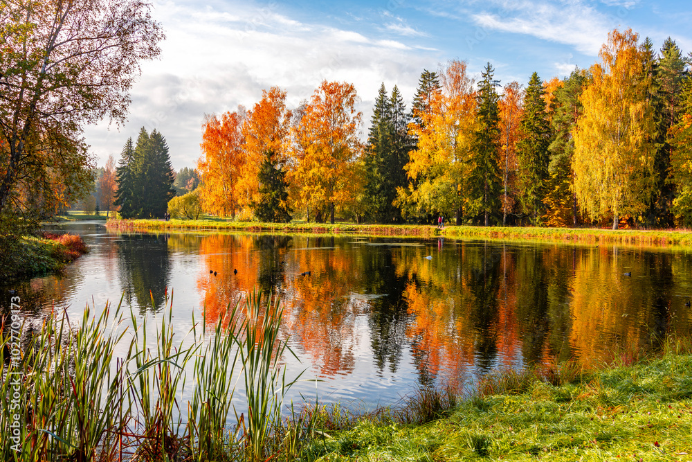 Obraz premium Autumn foliage in Pavlovsky park, Pavlovsk, Saint Petersburg, Russia