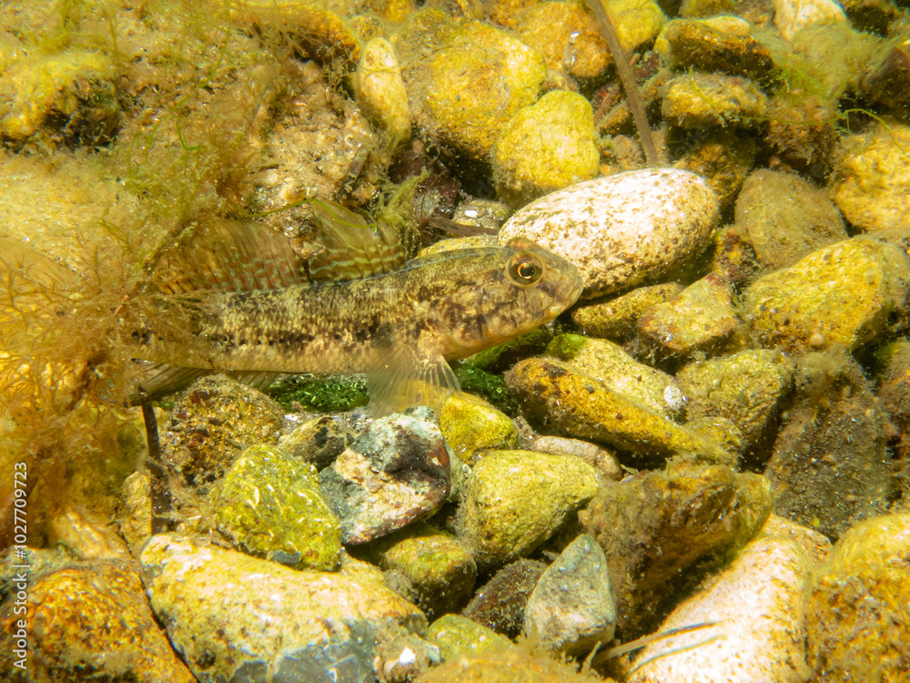 A Sandy Goby, Pomatoschistus minutus, in The Sound, the water between Sweden and Denmark A Sandy Goby, Pomatoschistus minutus, in The Sound, the water between Sweden and Denmark