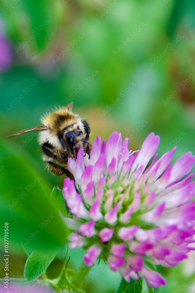 A close-up of a bumblebee feeding on a pink clover flower, surrounded by green leaves, capturing the bee’s fuzzy body and delicate interaction with the bloom in a natural setting. A close-up of a bumblebee feeding on a pink clover flower, surrounded by green leaves, capturing the bee’s fuzzy body and delicate interaction with the bloom in a natural setting.
