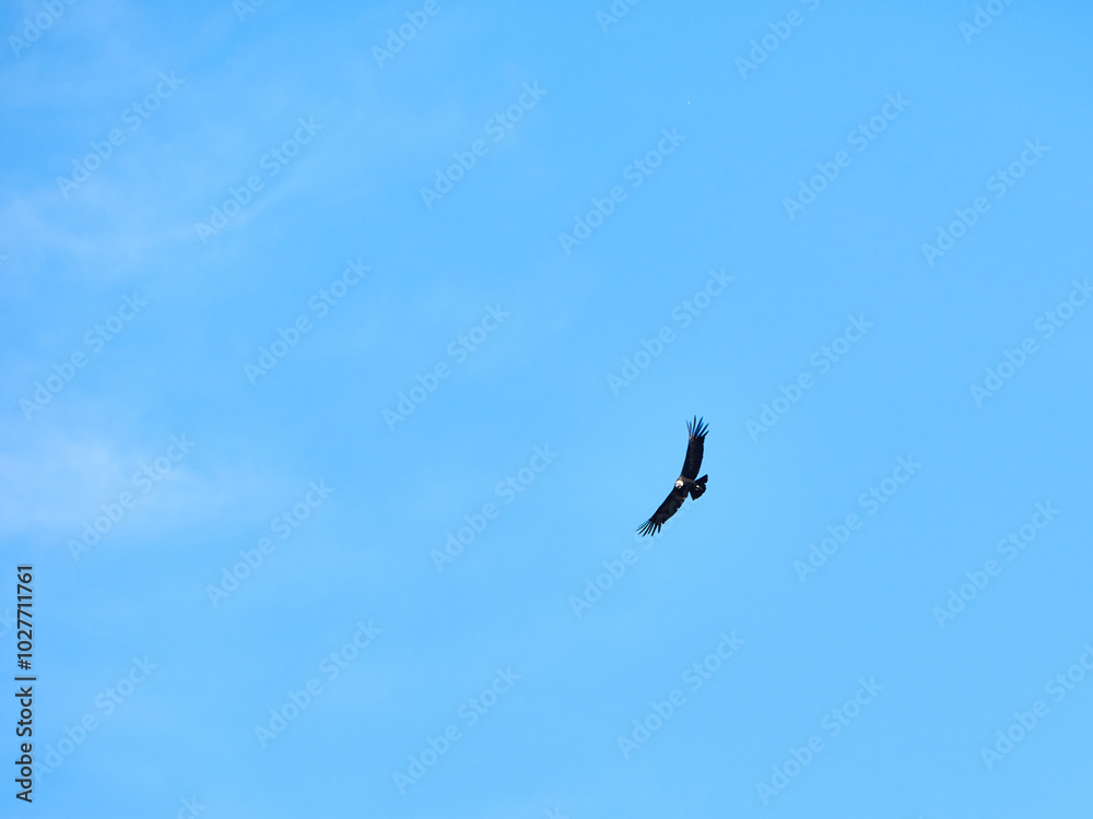 a flying condor in a clear blue sky background a flying condor in a clear blue sky background