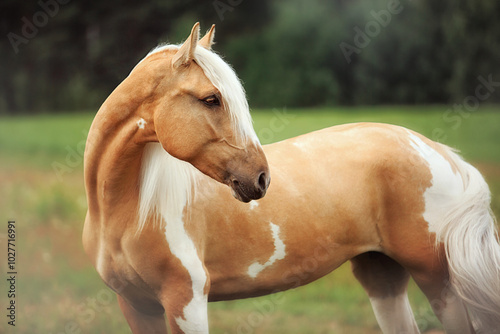 The Piebald Horse photo