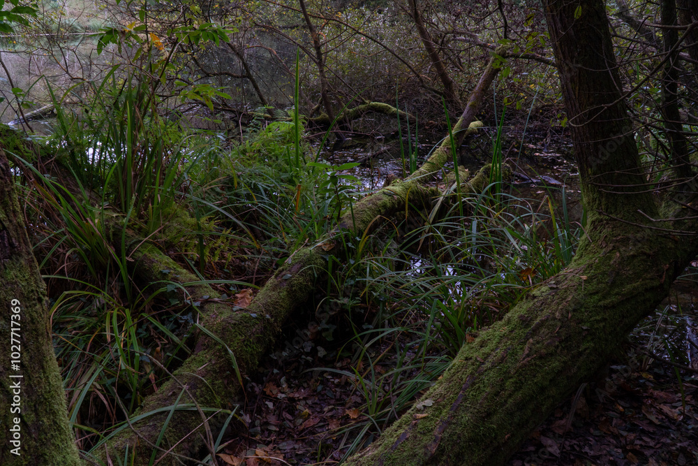 A lush green forest with dense vegetation and a tranquil swamp, showcasing the beauty of nature and a thriving ecosystem. The scene is filled with rich biodiversity, towering trees, and abundant plant A lush green forest with dense vegetation and a tranquil swamp, showcasing the beauty of nature and a thriving ecosystem. The scene is filled with rich biodiversity, towering trees, and abundant plant