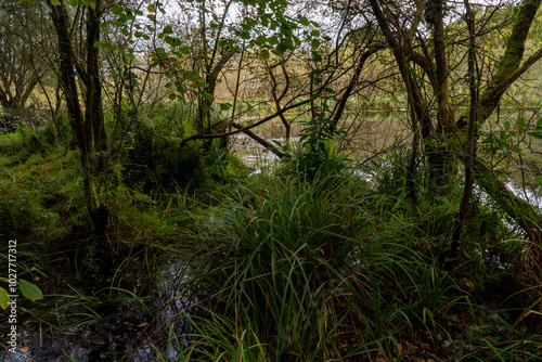 A lush green forest with dense vegetation and a tranquil swamp, showcasing the beauty of nature and a thriving ecosystem. The scene is filled with rich biodiversity, towering trees, and abundant plant