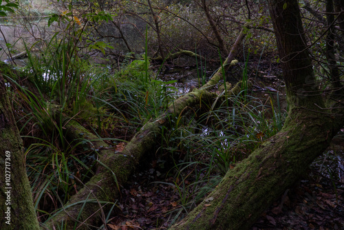 A lush green forest with dense vegetation and a tranquil swamp, showcasing the beauty of nature and a thriving ecosystem. The scene is filled with rich biodiversity, towering trees, and abundant plant