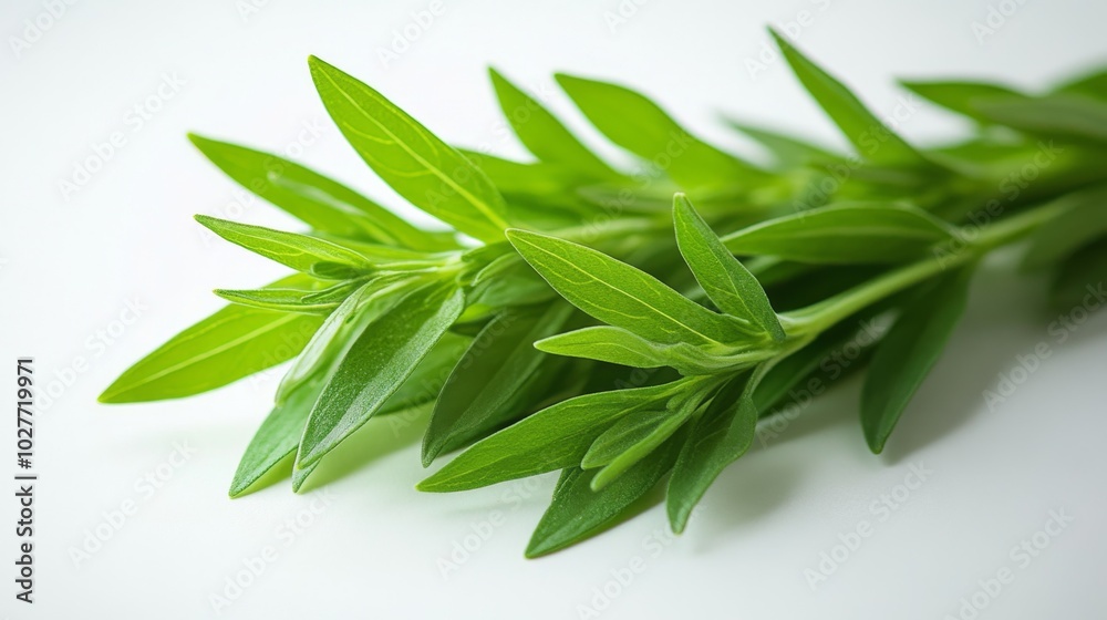 Close-up of Green Sprigs on White Background Close-up of Green Sprigs on White Background