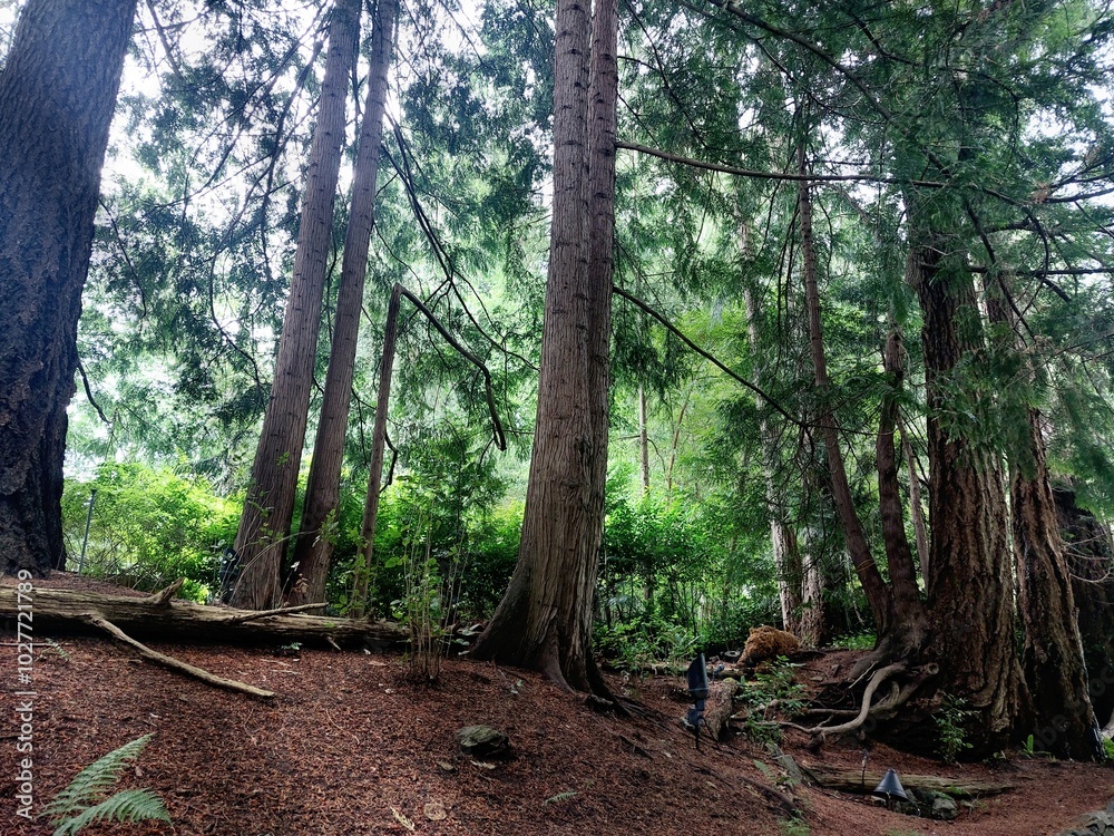 Fototapeta premium tree in the woods