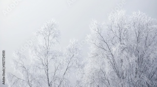 Frost-Covered Trees in a Wintry Landscape