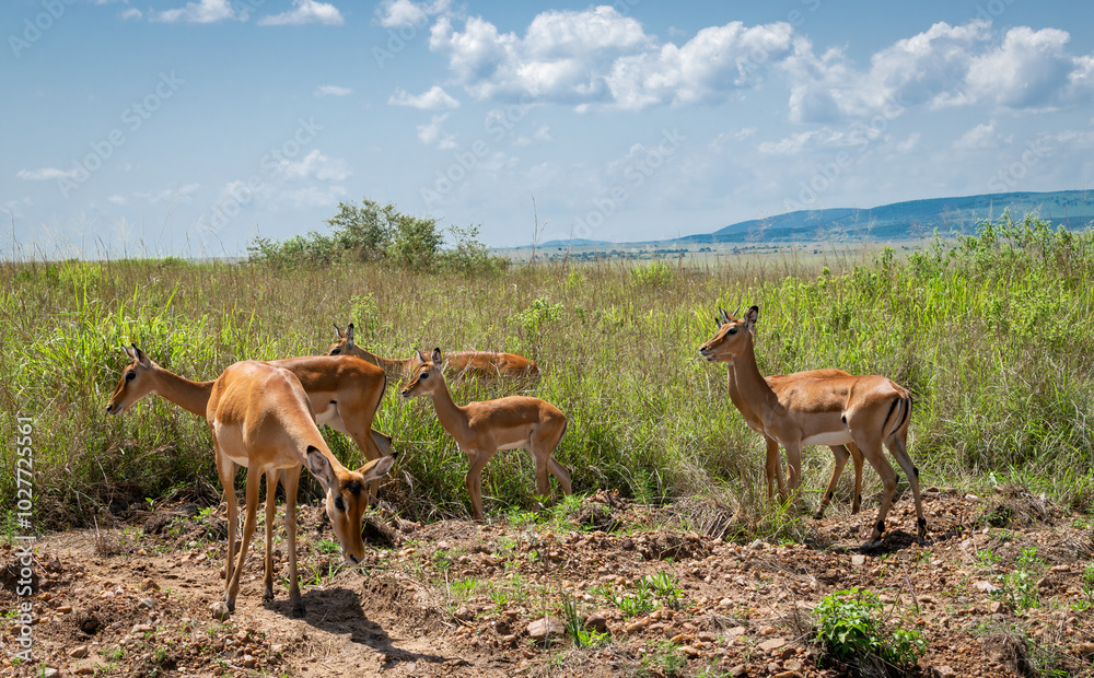 Naklejka premium Kenya is a country in East Africa with a coastline on the Indian Ocean.