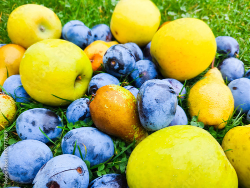 fresh fruits plums, apples and pears on the grass. autamnal harvest. garden background