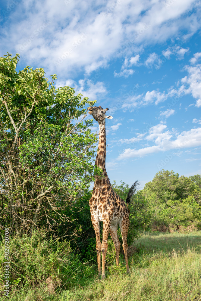 Fototapeta premium Kenya is a country in East Africa with a coastline on the Indian Ocean.