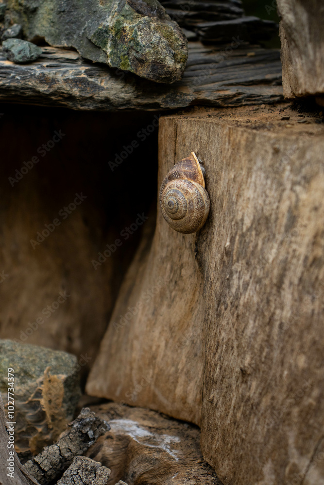 Fototapeta premium Caracol