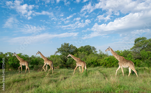 Kenya is a country in East Africa with a coastline on the Indian Ocean.