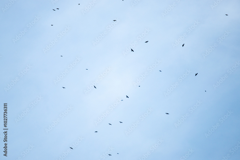 A blue sky with many birds flying in it A blue sky with many birds flying in it