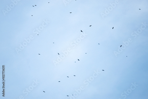 A blue sky with many birds flying in it