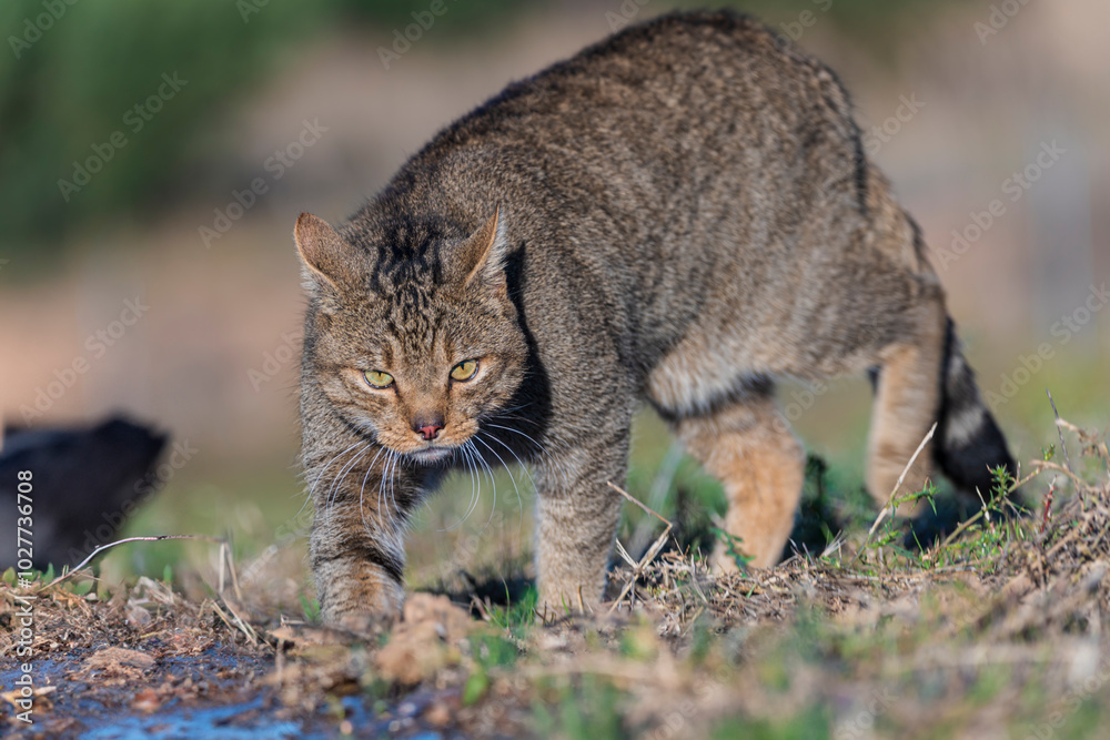 the mystery of nature with photography of a wildcat, capturing its wild elegance in its natural environment, perfect for wildlife lovers. the mystery of nature with photography of a wildcat, capturing its wild elegance in its natural environment, perfect for wildlife lovers.