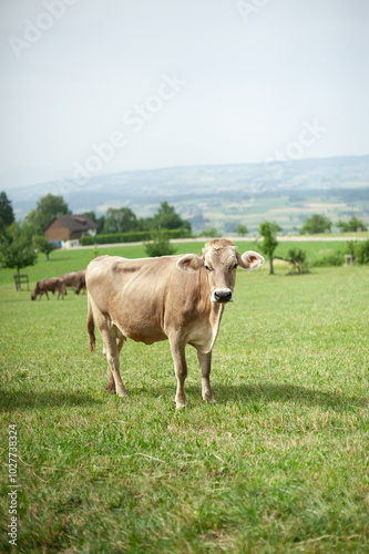 Podobny obraz