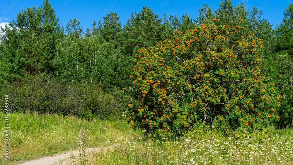 Magnificent rowan tree with orange and red berries on the background of green woodland. Walking along the forest path on sunny summer day Magnificent rowan tree with orange and red berries on the background of green woodland. Walking along the forest path on sunny summer day