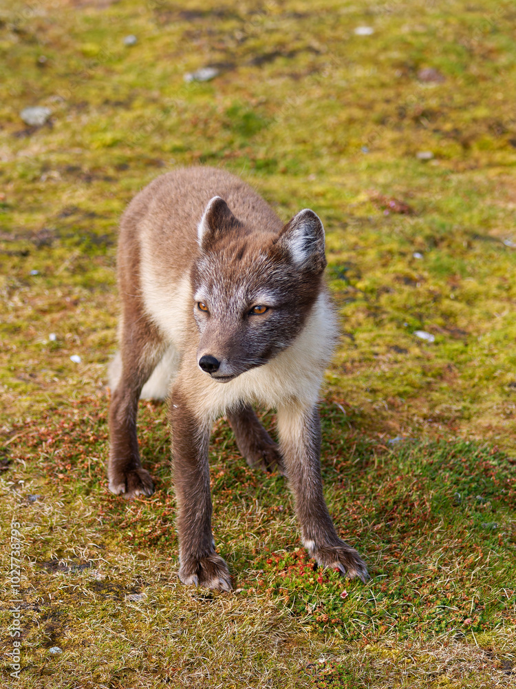 Arctic Fox Cub during the Summer, Gnålodden, Hornsund fjord, Spitzbergen, Svalbard Arctic Fox Cub during the Summer, Gnålodden, Hornsund fjord, Spitzbergen, Svalbard