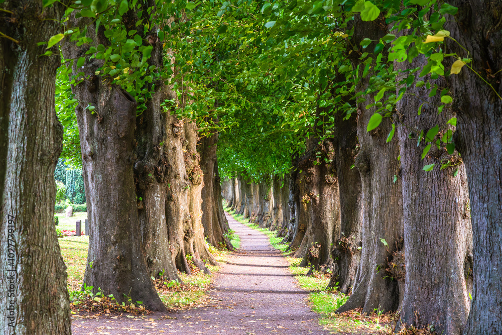 Small footpath, avenue with old large trees