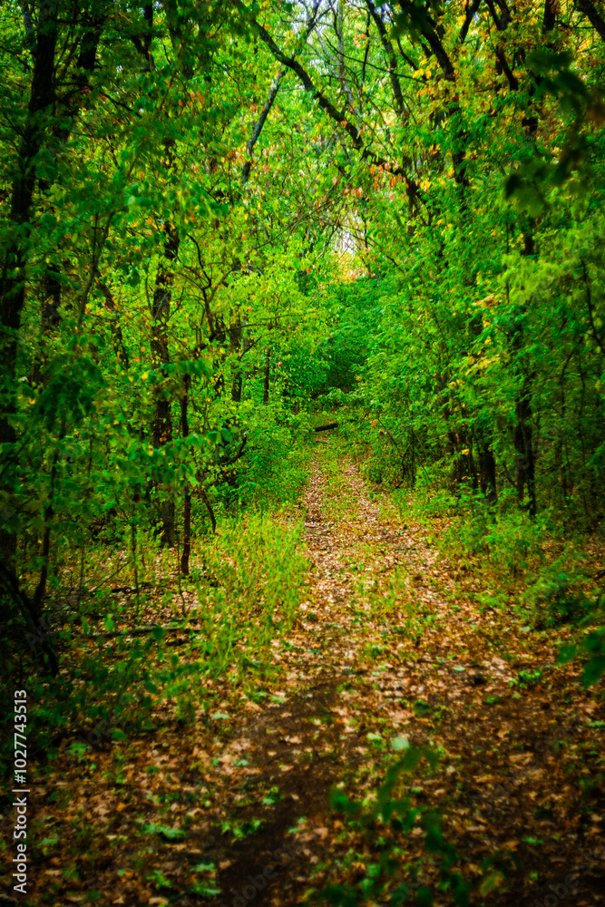 Road in the autumn forest , green trees and orange road . Leaves on the ground . Summer and autumn landscape , vertical landscape . Forest flora , no people in the frame . Yellow forest , old road . Road in the autumn forest , green trees and orange road . Leaves on the ground . Summer and autumn landscape , vertical landscape . Forest flora , no people in the frame . Yellow forest , old road .