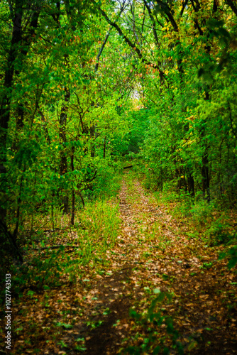 Wallpaper Mural Road in the autumn forest , green trees and orange road . Leaves on the ground . Summer and autumn landscape , vertical landscape . Forest flora , no people in the frame . Yellow forest , old road .  Torontodigital.ca