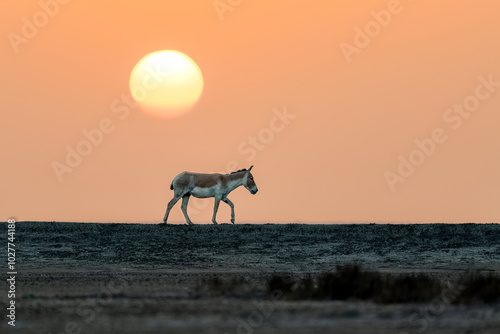 The Indian Wild Ass grazing in the desert at the sunrise. Gujarat's Little Rann of Kutch (LRK) is the only abode for the Indian wild ass, locally called Gudhkhur photo