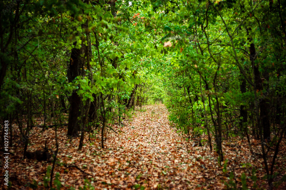 Road in the autumn forest , green trees and orange road . Leaves on the ground . Summer and autumn landscape , vertical landscape . Forest flora , no people in the frame . Yellow forest , old road . Road in the autumn forest , green trees and orange road . Leaves on the ground . Summer and autumn landscape , vertical landscape . Forest flora , no people in the frame . Yellow forest , old road .