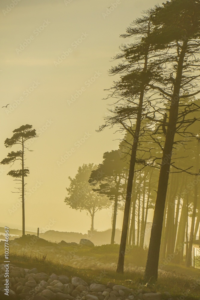 Fototapeta premium Herbst wind am Meer Schweden 