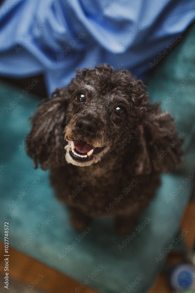 Cute black poodle dog is sitting on the sofa. Cute black poodle dog is sitting on the sofa.