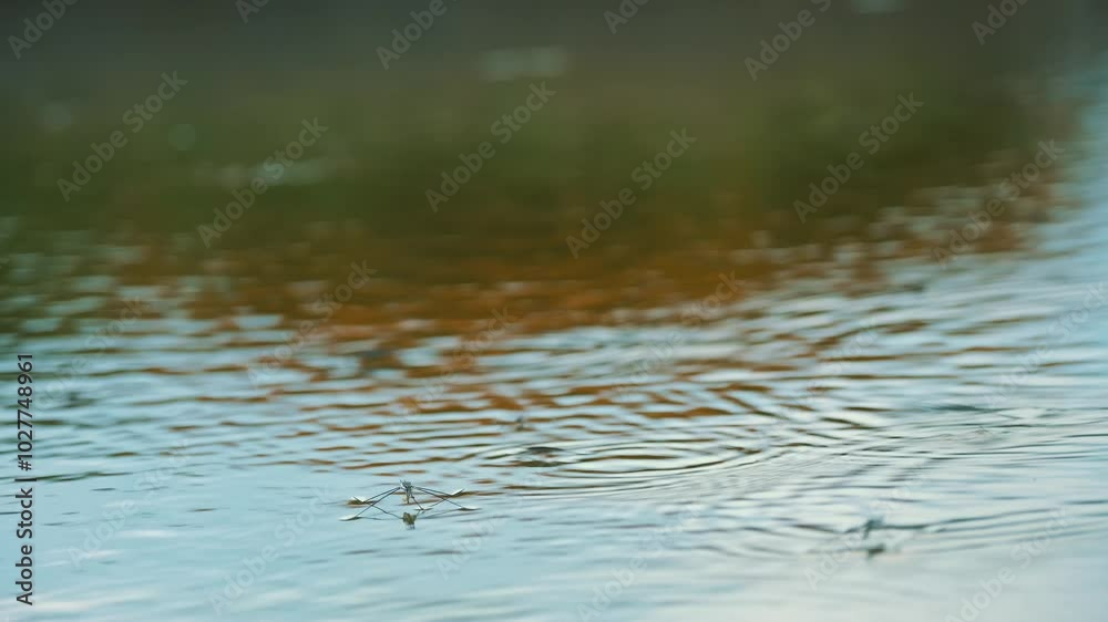 Common pond skater or common water strider slides above water in breeding season. Water skaters on the surface of water Common pond skater or common water strider slides above water in breeding season. Water skaters on the surface of water