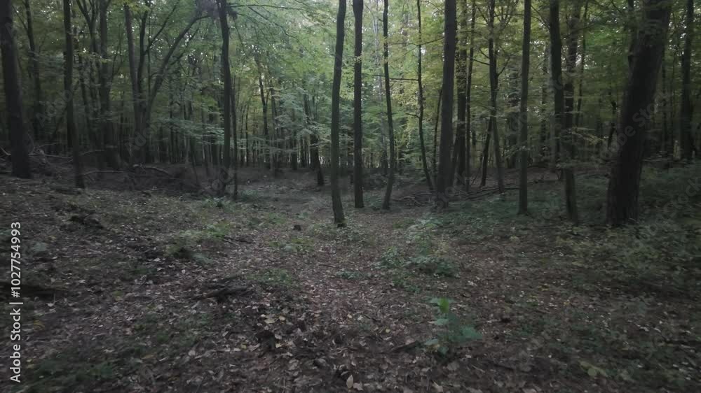 Walk through wild forest in autumn Walk through wild forest in autumn