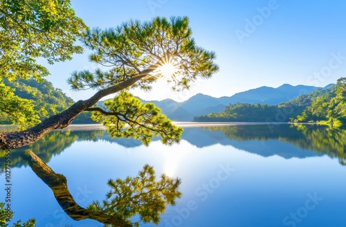 A beautiful landscape shot of pine trees in a pine forest and a view of a lake.