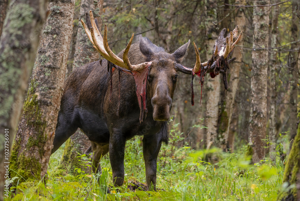 Bull Alaska Yukon Moose in Autumn in Alaska Bull Alaska Yukon Moose in Autumn in Alaska