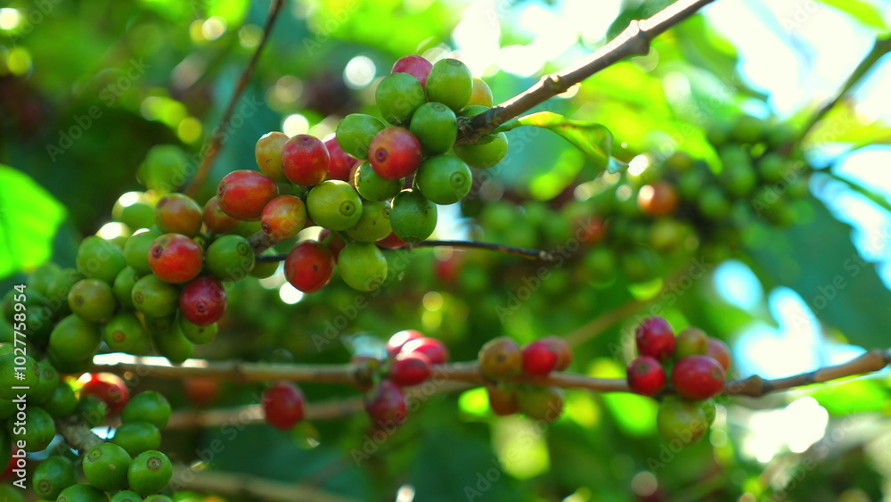 Close-up view of ripening coffee berries on branches amidst green foliage, natural beauty and growth stages of coffee beans, for agricultural or caffeine themes. Agriculture and Caffeine. Close-up view of ripening coffee berries on branches amidst green foliage, natural beauty and growth stages of coffee beans, for agricultural or caffeine themes. Agriculture and Caffeine.