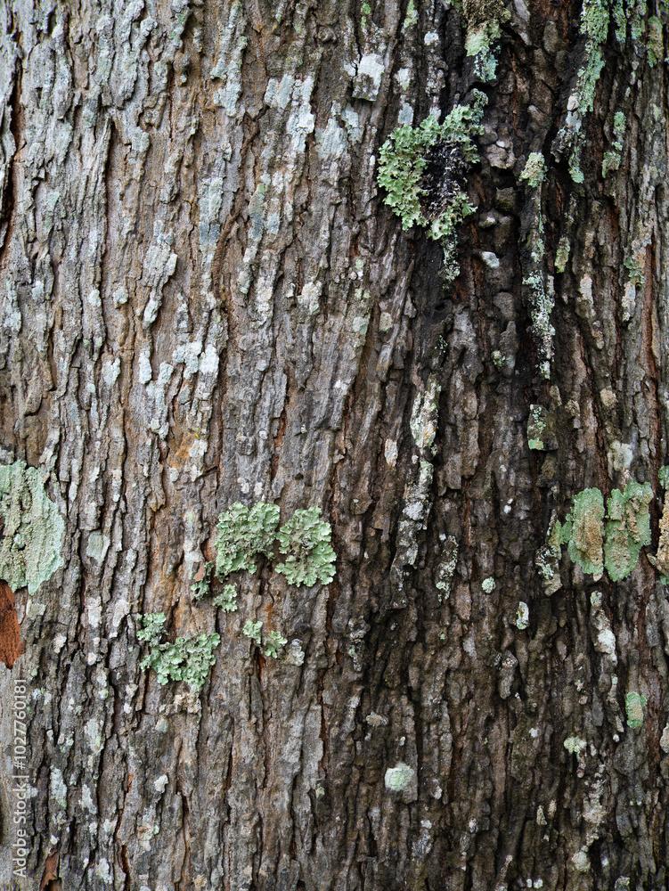 Fototapeta premium Bark texture of a tree showcasing intricate patterns in rich brown tones, highlighting the rough surface and natural beauty of wood in a close-up view