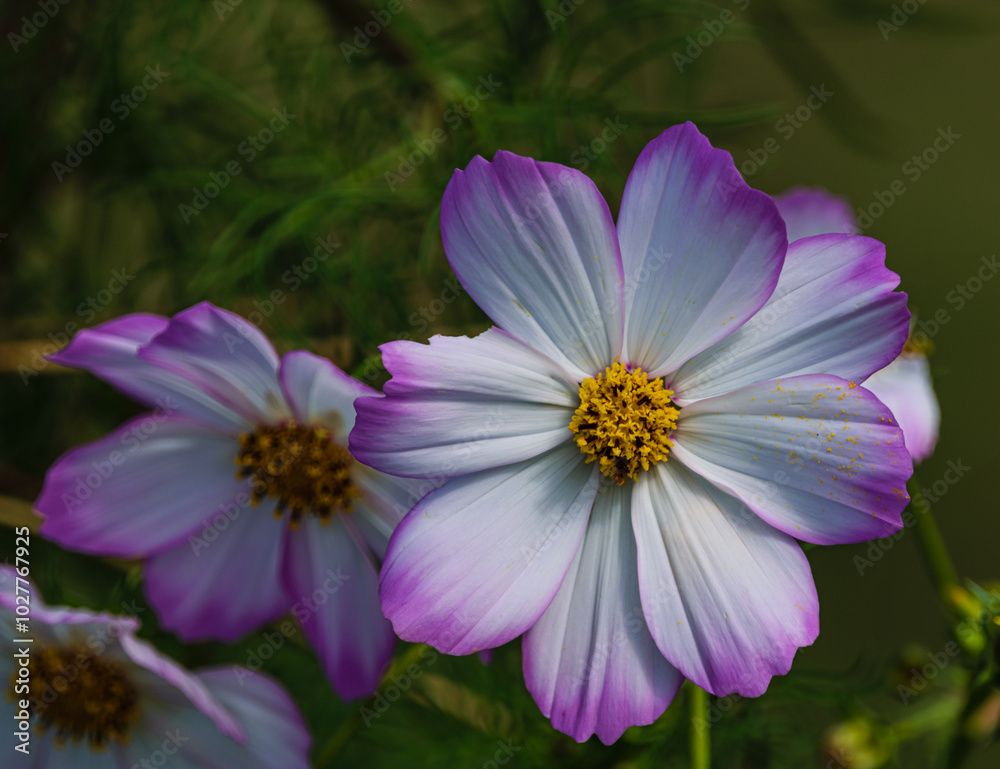 Obraz premium Beautiful photograph of three Cosmos flowers