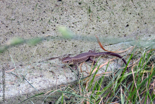 A wild sand lizard on a concrete block next to green grass photo