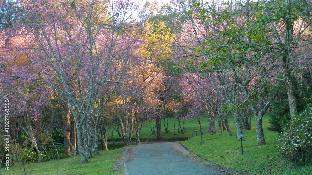 Naklejka premium Scenic pathway through park lined with blooming cherry blossom trees, showcasing beauty of nature and tranquility in springtime. Nature and Tranquility.
