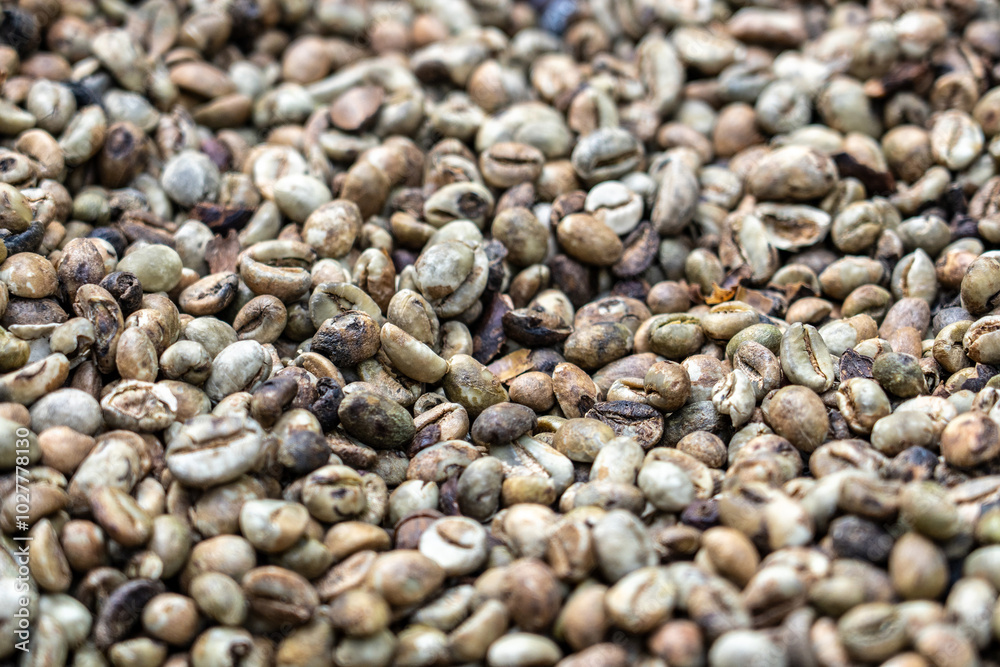 Luwak coffee beans that have been eaten and partially digested by the Asian Palm Civet, and then excreted in civet poo, before being washed and processed into coffee. Close up. Luwak coffee beans that have been eaten and partially digested by the Asian Palm Civet, and then excreted in civet poo, before being washed and processed into coffee. Close up.