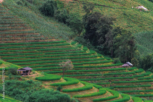 Bongpieng rice terrace on the mountain at chiengmai, The most beautiful rice terraces in Thailand photo