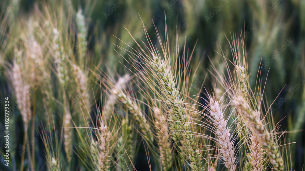 close up of wheat field close up of wheat field