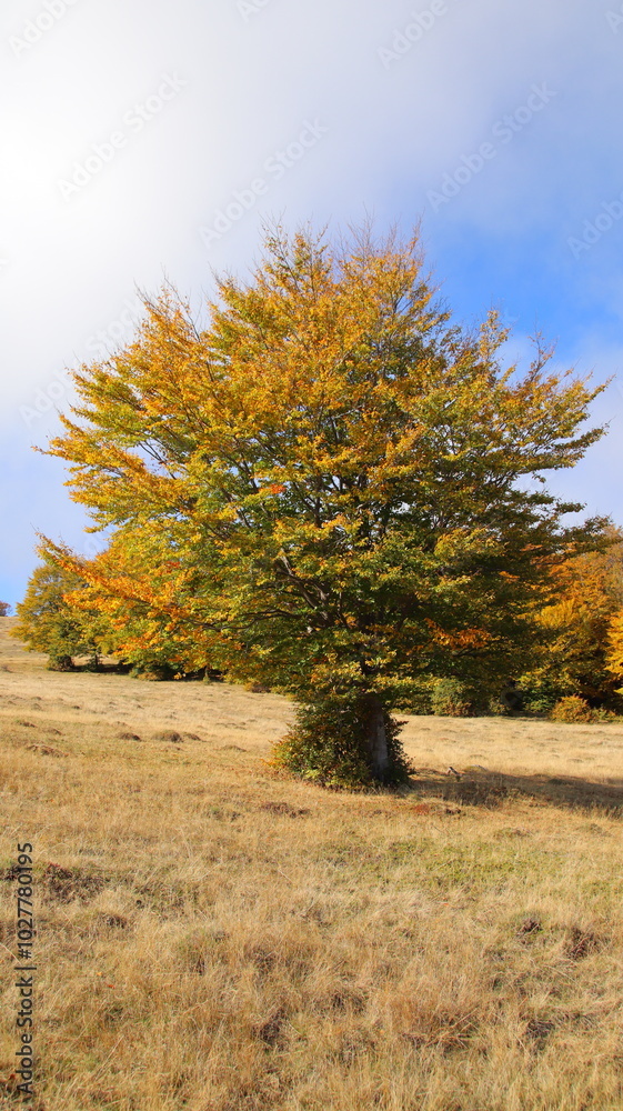 Naklejka premium tree in autumn